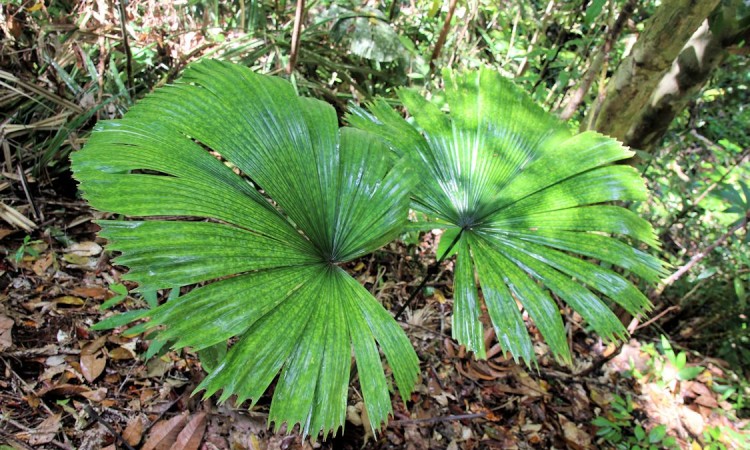 Licuala maculata at Batang