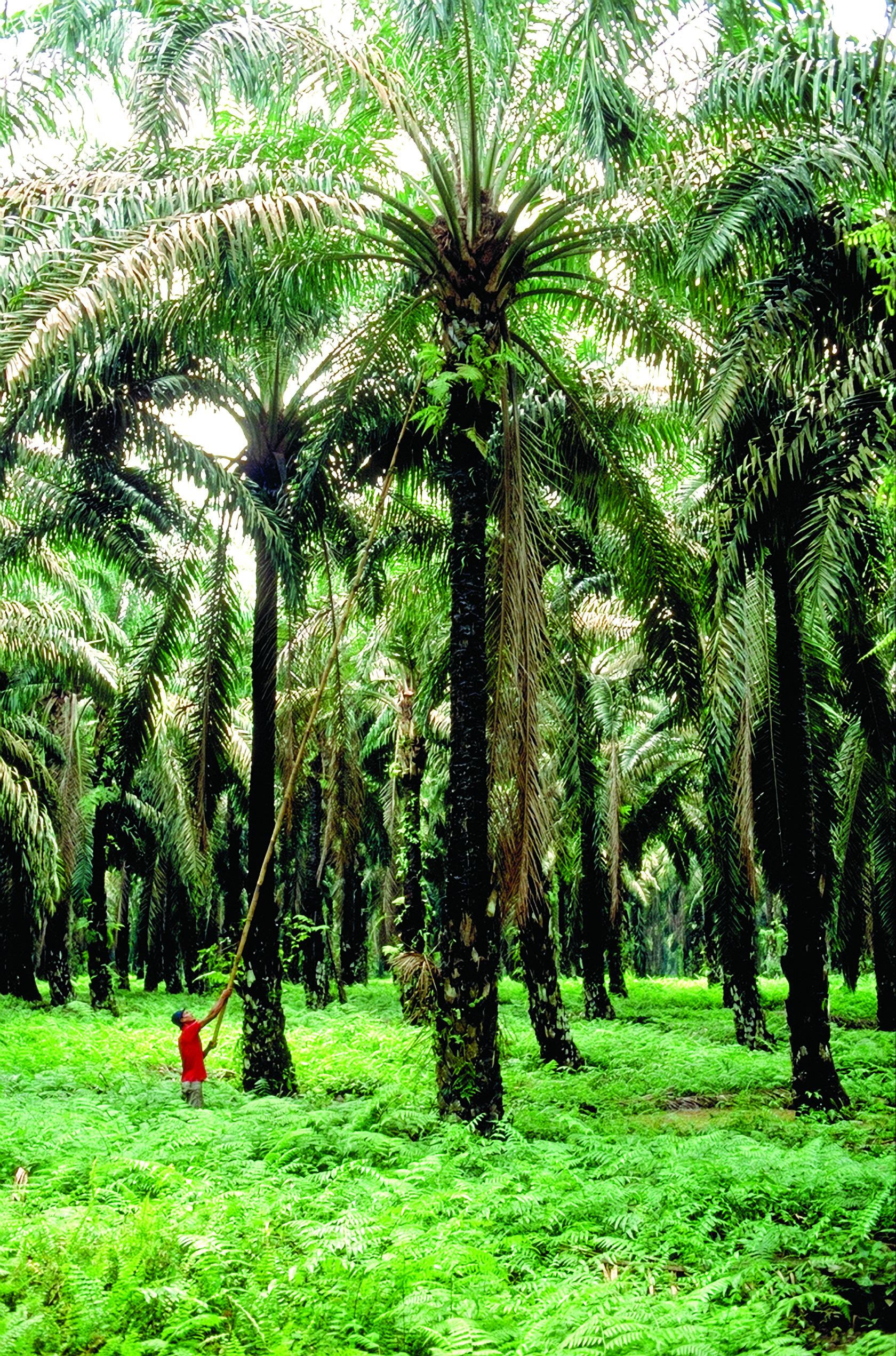 oil-palm-harvest