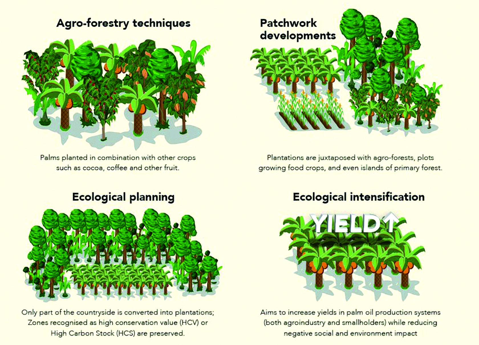 Schematic representation of oil palm production systems.