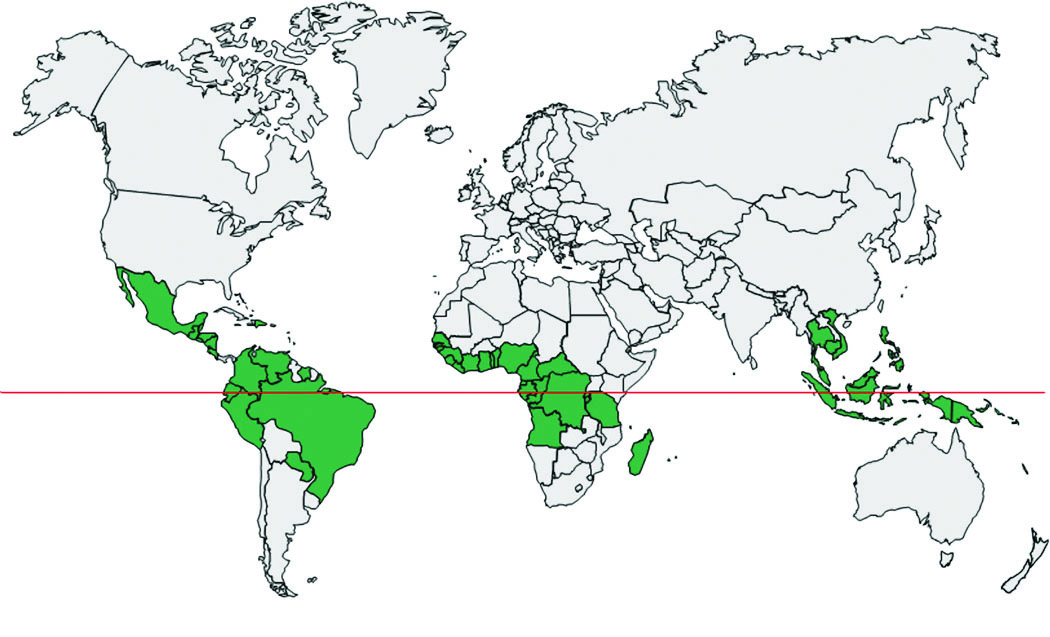Worldwide distribution of oil palm cultivation.
