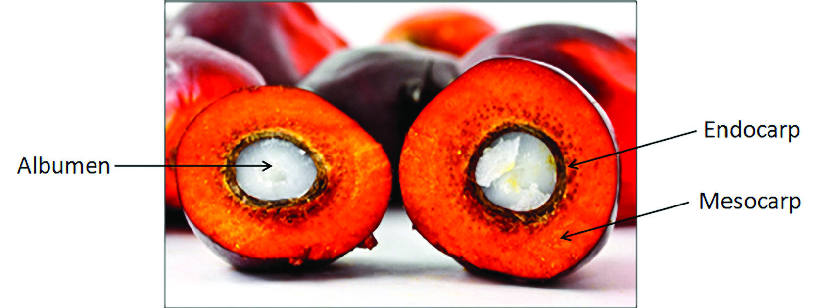 oil-palm-seed