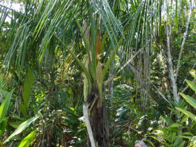 Botanical exploration in Madagascar