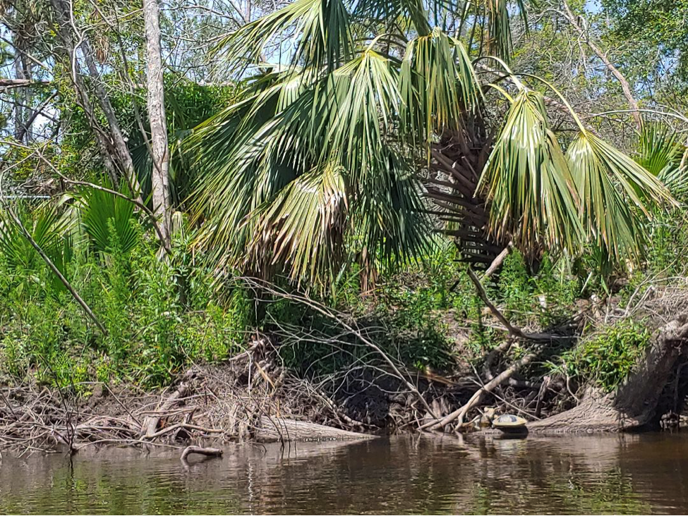 Sabal palmetto along river
