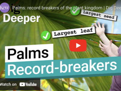 [video] Palms: record breakers of the plant kingdom